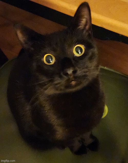 image tagged in cat with big eyes | made w/ Imgflip meme maker