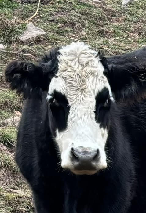 Funny Cows Blank Meme Template