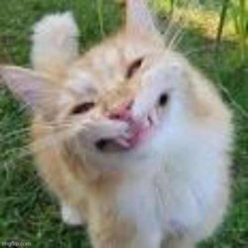 Cat smiling awkwardly | image tagged in cat smiling awkwardly | made w/ Imgflip meme maker