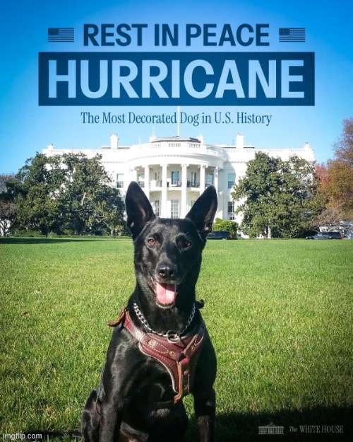 Remembering a fallen hero. | image tagged in dogs,hurricane,rip | made w/ Imgflip meme maker