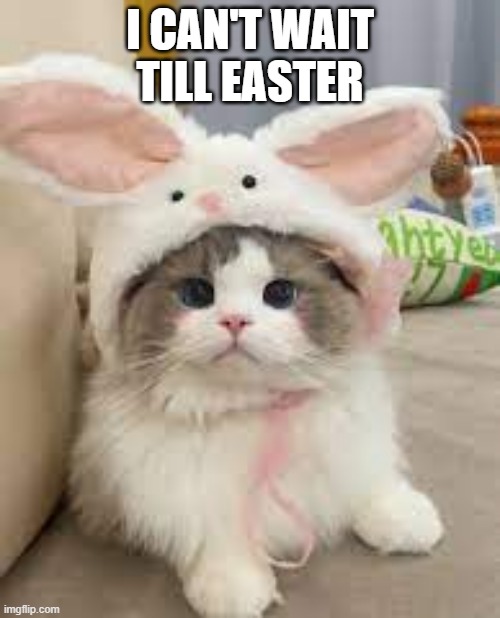 memes by Brad - Kitten can't wait until Easter - cute cat l - | I CAN'T WAIT TILL EASTER | image tagged in cats,kitten,cute kitten,easter,funny | made w/ Imgflip meme maker