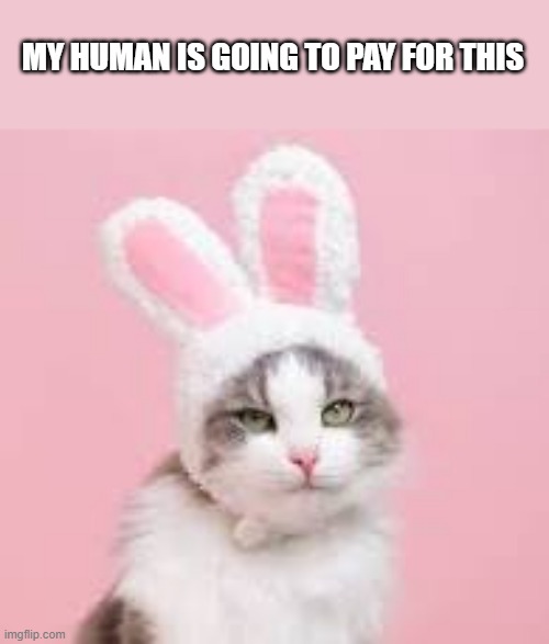 memes by Brad - Cat says "My human is going to pay for this."  -  humor  - | MY HUMAN IS GOING TO PAY FOR THIS | image tagged in cats,cute kittens,funny,easter bunny,easter,humor | made w/ Imgflip meme maker