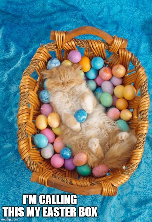 memes by Brad - Cat is calling this her Easter Box.  -  humor  - | I'M CALLING THIS MY EASTER BOX | image tagged in cats,kitten,cute cat,easter,basket,funny | made w/ Imgflip meme maker