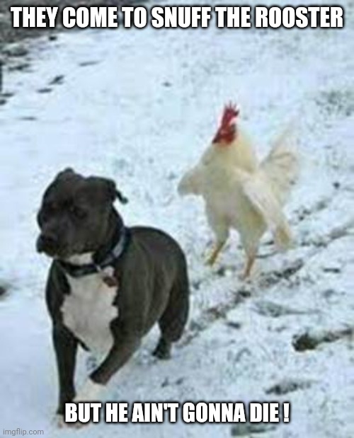 Bulldog/Rooster | THEY COME TO SNUFF THE ROOSTER BUT HE AIN'T GONNA DIE ! | image tagged in bulldog/rooster | made w/ Imgflip meme maker