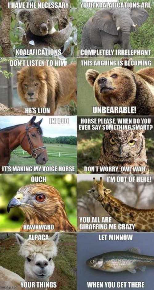 I remember when this was considered peak meme humor | image tagged in animals,puns | made w/ Imgflip meme maker