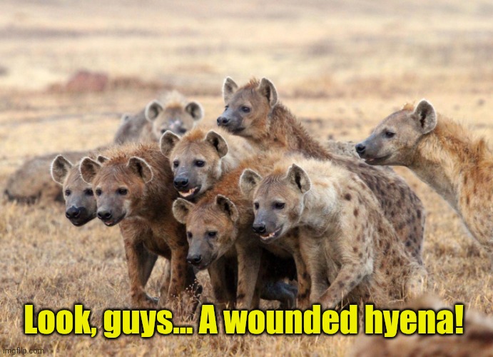 Hungry Hyenas | Look, guys... A wounded hyena! | image tagged in hungry hyenas | made w/ Imgflip meme maker