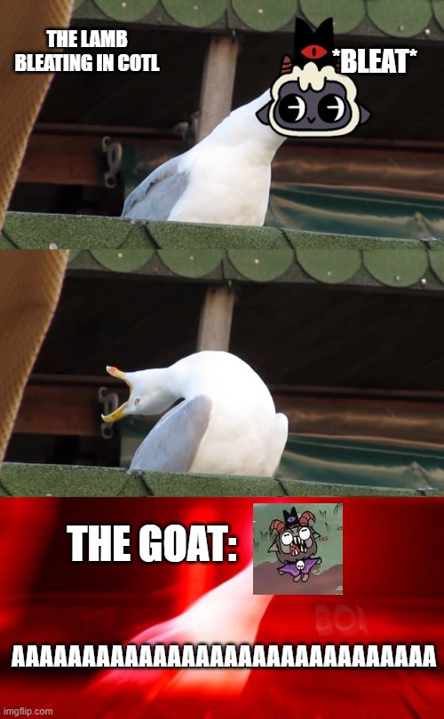 if you get it, you get it. | THE LAMB BLEATING IN COTL; *BLEAT*; THE GOAT:; AAAAAAAAAAAAAAAAAAAAAAAAAAAAAA | image tagged in inhaling seagull,cult,cult of the lamb,lamb,goat | made w/ Imgflip meme maker