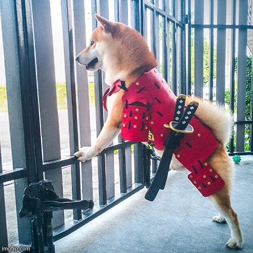 Guarding the gates | image tagged in dogs,shiba inu,japan,samurai,memes | made w/ Imgflip meme maker