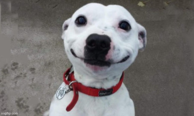 Happy Dog | image tagged in happy dog | made w/ Imgflip meme maker