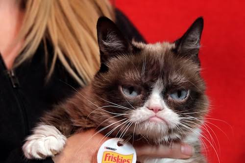 Grumpy cat face held Blank Meme Template