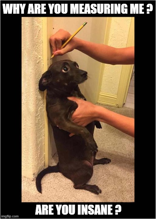 Some Owners Are Weird ! | WHY ARE YOU MEASURING ME ? ARE YOU INSANE ? | image tagged in dogs,owners,weird | made w/ Imgflip meme maker