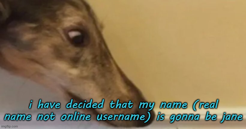 long nose dog | i have decided that my name (real name not online username) is gonna be jane | image tagged in long nose dog | made w/ Imgflip meme maker