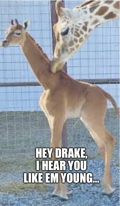 Why this remind me of kendrick Lamar song | HEY DRAKE, I HEAR YOU LIKE EM YOUNG… | image tagged in giraffe,kendrick lamar,funny,drake,memes,lmfao | made w/ Imgflip meme maker