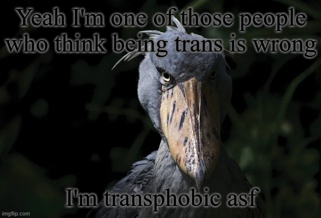 shoebill | Yeah I'm one of those people who think being trans is wrong; I'm transphobic asf | image tagged in shoebill | made w/ Imgflip meme maker