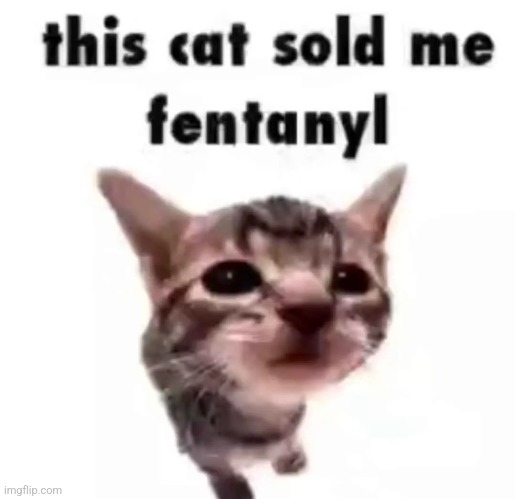 THIS CAT SOLD ME FENT!!!! | image tagged in memes,idk | made w/ Imgflip meme maker