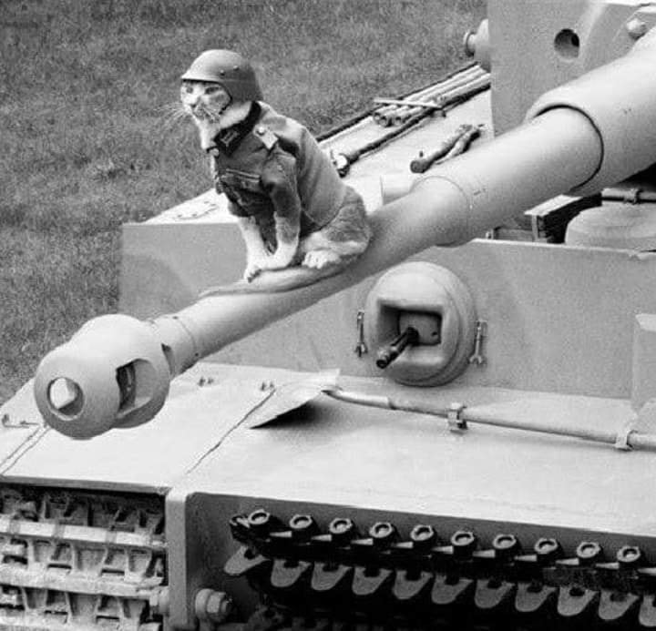 cat tank Blank Meme Template
