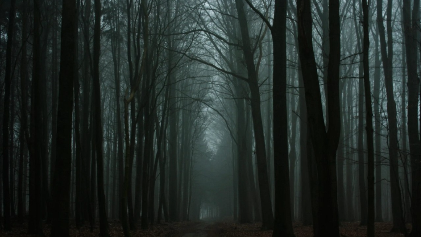 High Quality Forest. Blank Meme Template