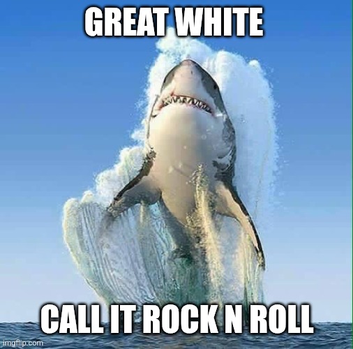 Great White | GREAT WHITE; CALL IT ROCK N ROLL | image tagged in great white shark,funny memes | made w/ Imgflip meme maker