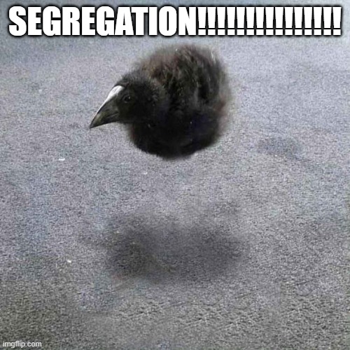 DAAAMMMNNNNNNNN!!!! again | SEGREGATION!!!!!!!!!!!!!!! | image tagged in damn,big bird | made w/ Imgflip meme maker