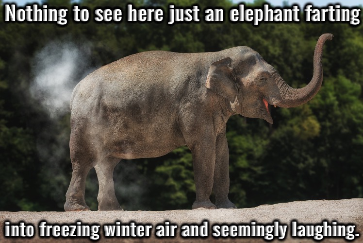 Frozen Elephant Fart | Nothing to see here just an elephant farting; into freezing winter air and seemingly laughing. | image tagged in elephant fart,farting,frozen,laughing animal,hilarious memes,fun | made w/ Imgflip meme maker