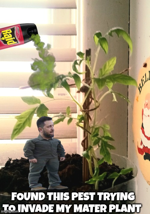 zelensky memes | FOUND THIS PEST TRYING TO INVADE MY MATER PLANT | image tagged in bugs | made w/ Imgflip meme maker