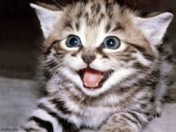 happy cat | image tagged in happy cat | made w/ Imgflip meme maker