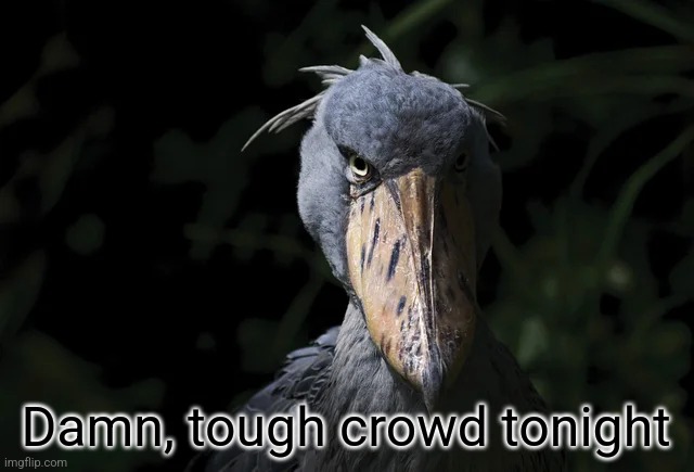 Nobody's upvoting anything | Damn, tough crowd tonight | image tagged in shoebill | made w/ Imgflip meme maker