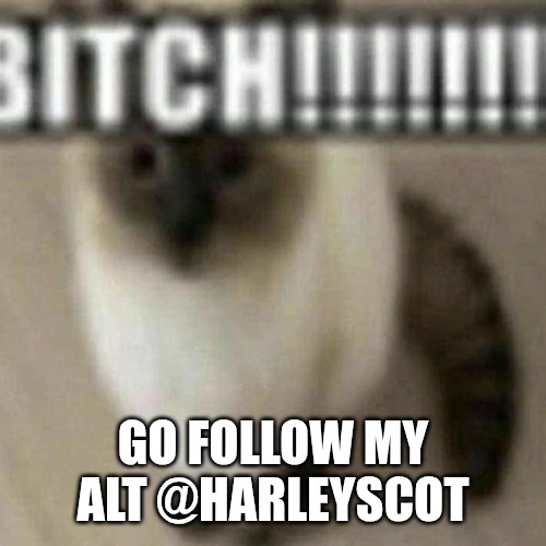 BITCH!!!!!!! | GO FOLLOW MY ALT @HARLEYSCOT | image tagged in bitch | made w/ Imgflip meme maker