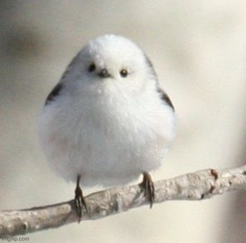 yo bro check out my tits | image tagged in long tailed tit | made w/ Imgflip meme maker