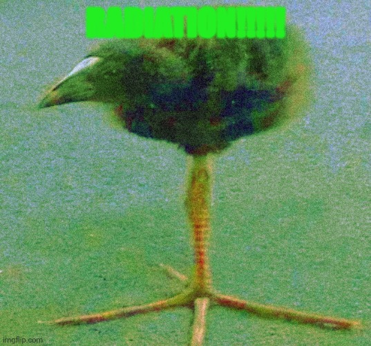 RADIATION!!!!! | image tagged in pukeko | made w/ Imgflip meme maker