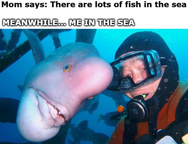 MEANWHILE... ME IN THE SEA; Mom says: There are lots of fish in the sea | image tagged in tag | made w/ Imgflip meme maker