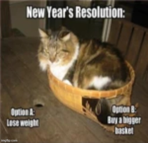 you know what they'll do | image tagged in cat,funny,new years | made w/ Imgflip meme maker