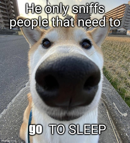 get a good night's rest sillys | He only sniffs people that need to; go; TO SLEEP | image tagged in big nose dog,sniff,dog,dawg,go to sleep,msmg | made w/ Imgflip meme maker