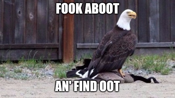 Eagle Takes Down Goose | FOOK ABOOT AN' FIND OOT | image tagged in eagle takes down goose | made w/ Imgflip meme maker