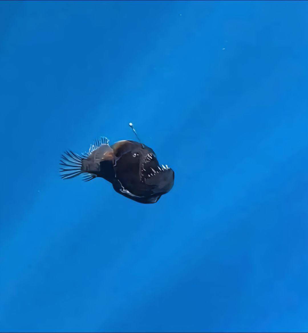 ANGLERFISH Blank Meme Template