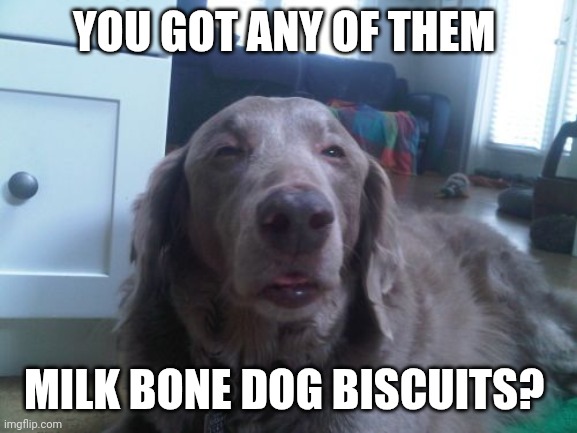 Dog Biscuits | YOU GOT ANY OF THEM; MILK BONE DOG BISCUITS? | image tagged in memes,high dog,funny memes | made w/ Imgflip meme maker