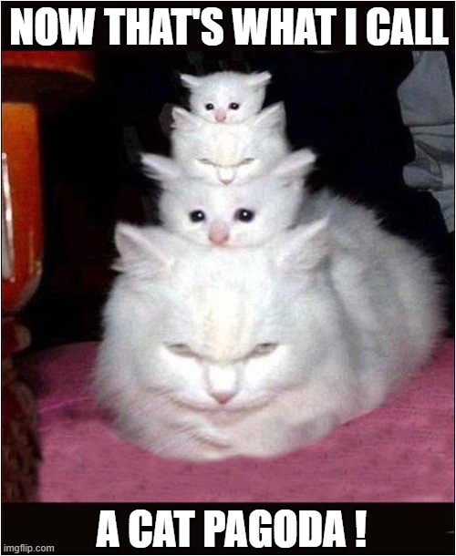 Graduated Cats | NOW THAT'S WHAT I CALL; A CAT PAGODA ! | image tagged in cats,graduated,pagoda | made w/ Imgflip meme maker