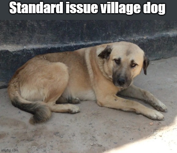 Anatolian Shepherd | Standard issue village dog | image tagged in dog | made w/ Imgflip meme maker