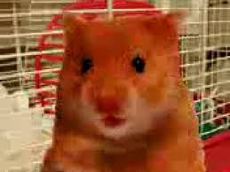 harry the hamster Blank Meme Template