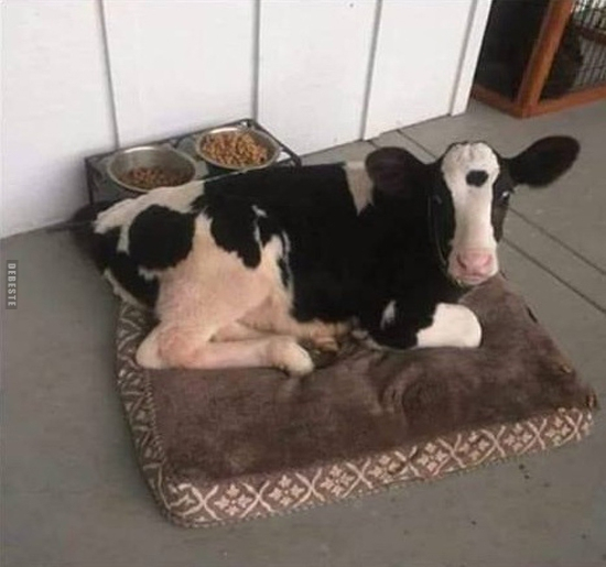 cow dalmatian dog Blank Meme Template