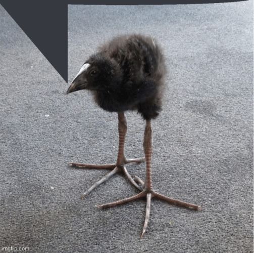 image tagged in damnnnnn bird | made w/ Imgflip meme maker