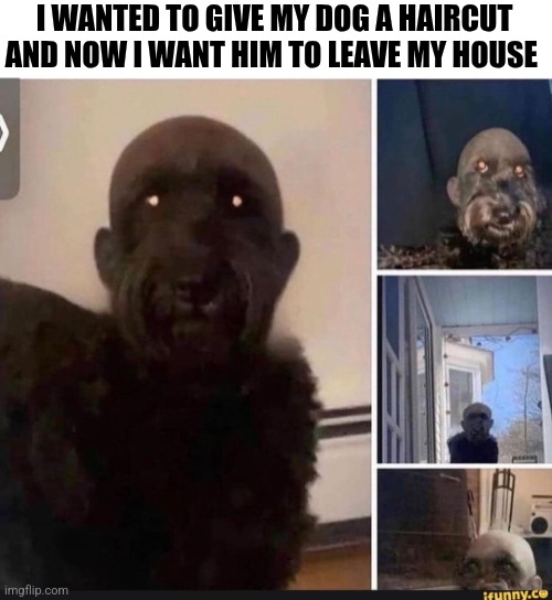 I Wanted To Give My Dog A Haircut And Now I Want Him To Leave My House | I WANTED TO GIVE MY DOG A HAIRCUT AND NOW I WANT HIM TO LEAVE MY HOUSE | image tagged in chris joines | made w/ Imgflip meme maker