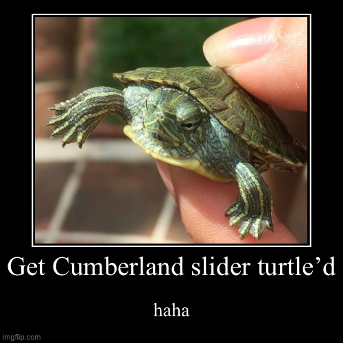 Share to Cumberland slider turtle more people | Get Cumberland slider turtle’d | haha | image tagged in funny,demotivationals | made w/ Imgflip demotivational maker