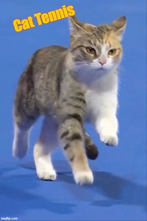 cat tennis | Cat Tennis | image tagged in memes,cute cat | made w/ Imgflip meme maker