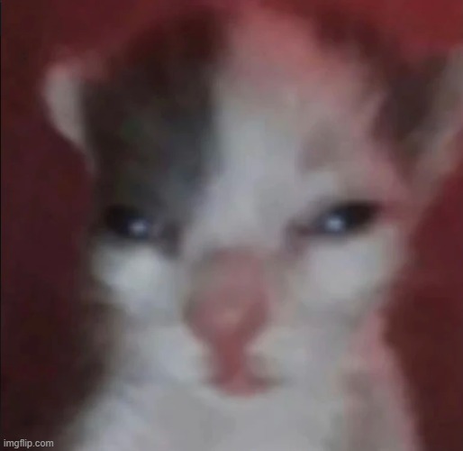 face reveal at 5 upvotes | image tagged in kitteh stare | made w/ Imgflip meme maker