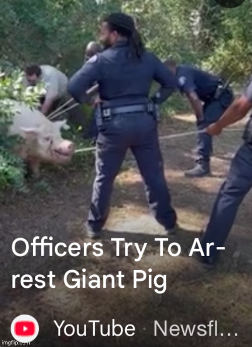 Boy that sure is a huge pig | made w/ Imgflip meme maker
