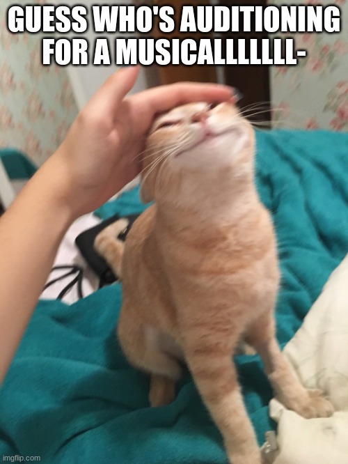 MEEEEE | GUESS WHO'S AUDITIONING FOR A MUSICALLLLLLL- | image tagged in cat pat | made w/ Imgflip meme maker