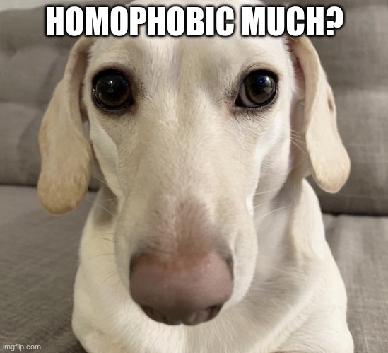 homophobic dog | HOMOPHOBIC MUCH? | image tagged in homophobic dog | made w/ Imgflip meme maker