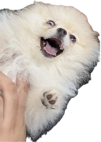 DOG ASKING FOR COFFEE Blank Meme Template