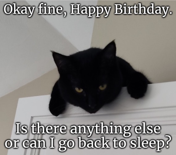 Bored Happy Birthday Kitten | image tagged in annoyed kitten,happy birthday,leave me alone | made w/ Imgflip meme maker